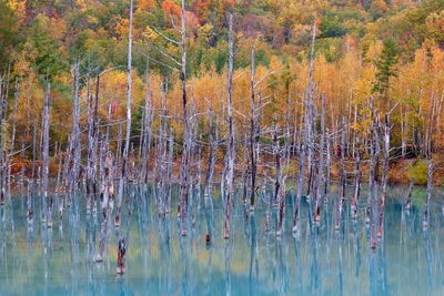 青い池（北海道・美瑛）コバルトブルーの水面が美しいフォトスポット