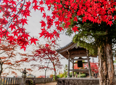 Chùa Inuyama Jakkoin: Lá đỏ và hành hương 'Momiji-dera' Owari