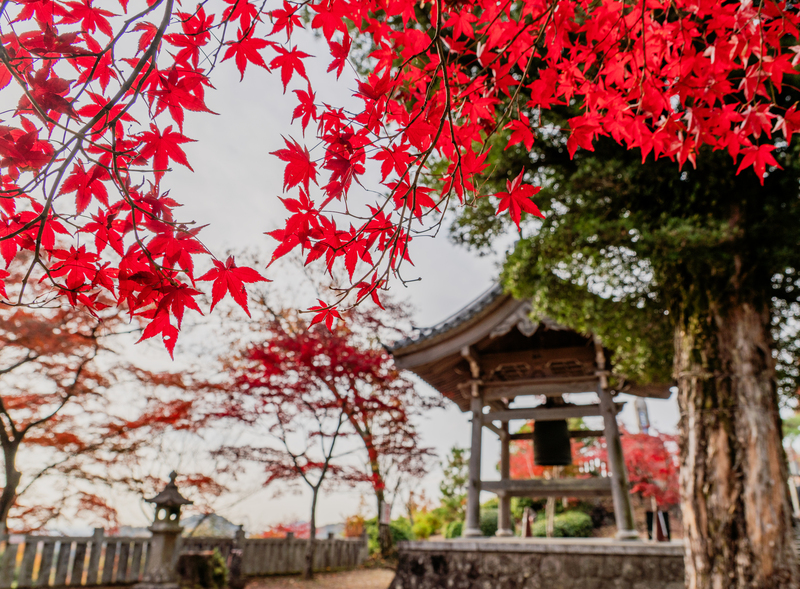 Chùa Inuyama Jakkoin: Lá đỏ và hành hương 'Momiji-dera' Owari