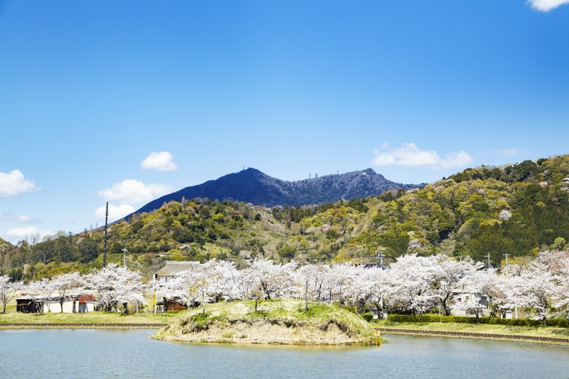 北条大池の桜｜筑波山麓で楽しむ春の名所とアクセス・見どころ