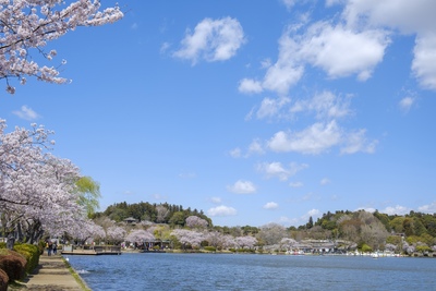千波湖を歩く｜水戸の自然と歴史を楽しむ湖畔散策