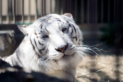 Zoo de Ikeda en Okayama: qué ver y consejos para tu visita