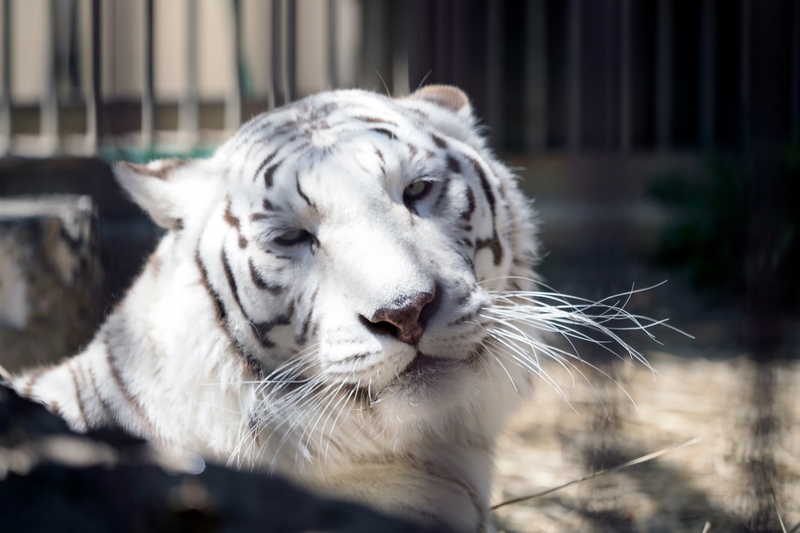 池田動物園の見どころと訪問前に知りたいこと