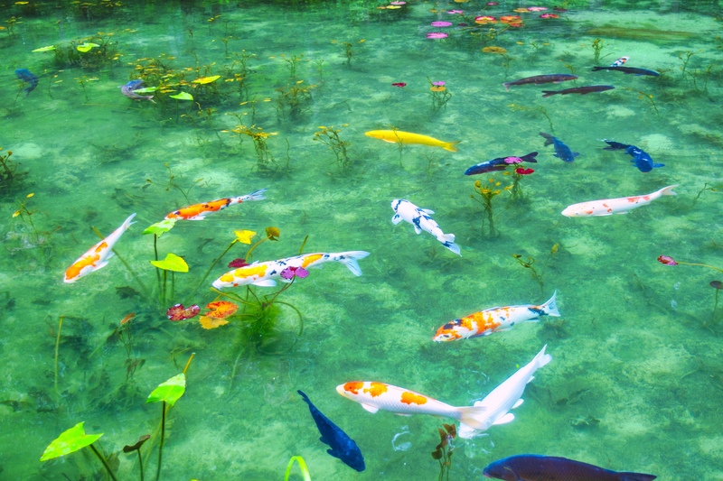 Étang de Monet à Nemichi : guide des reflets saisonniers