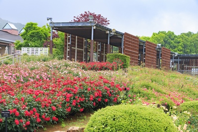 Gifu World Rose Garden: hướng dẫn ngắm hoa bốn mùa