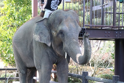 宮崎市フェニックス自然動物園で楽しむ動物観察