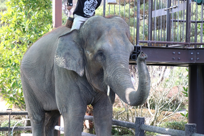 宮崎市フェニックス自然動物園で楽しむ動物観察