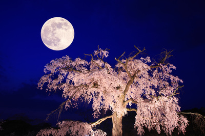 京都・円山公園ガイド｜桜の名所と四季の楽しみ方