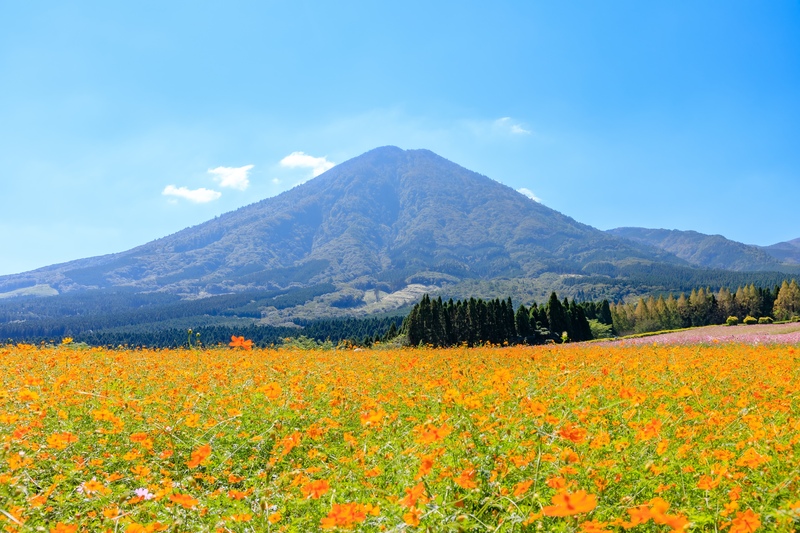 生駒高原賞花｜眺望霧島連山的季節之旅