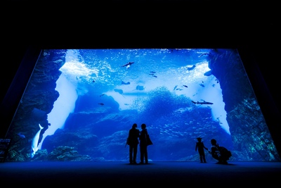 仙台うみの杜水族館で東北の海と生きものに出会う