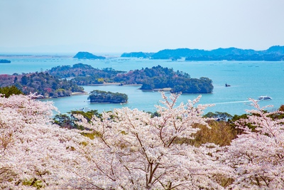 西行戻しの松公園で眺める松島湾と桜の高台