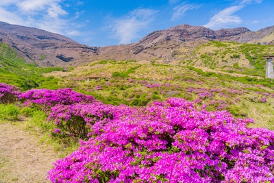 仙醉峽｜阿蘇花海與火山景觀的散策指南