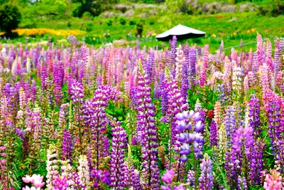 アイリスの丘で楽しむ季節の花めぐり