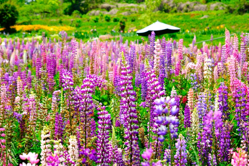 アイリスの丘で楽しむ季節の花めぐり