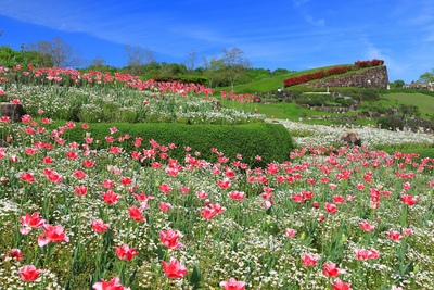 香川・国営讃岐まんのう公園で楽しむ四季の花と芝生散策ガイド