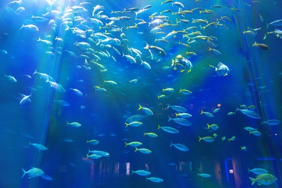 Guide de l'aquarium de Shikoku à Utazu, même par pluie