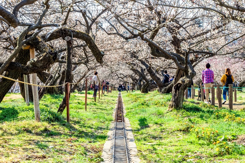 Verger de pruniers d'Ogose (Saitama) : guide de printemps