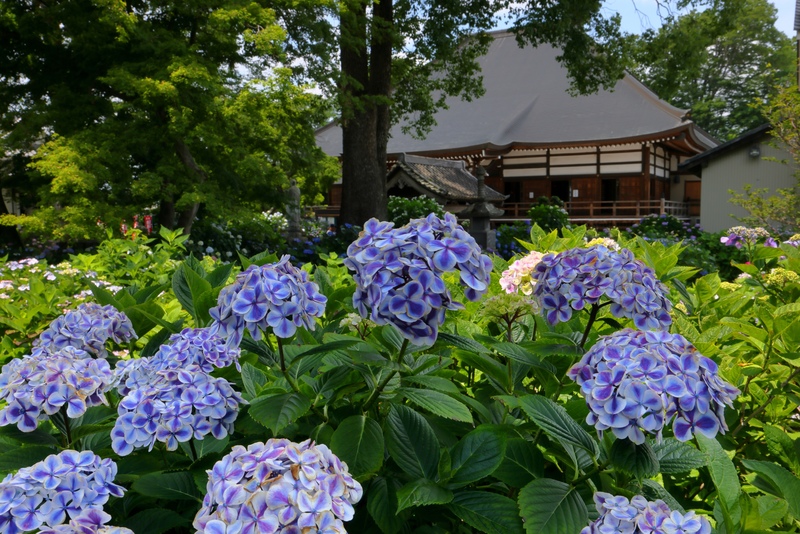 熊谷の能護寺（あじさい寺）で梅雨の花景色を楽しむ