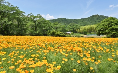 埼玉・長瀞花の里ハナビシソウ園で楽しむ初夏の花散歩ガイド