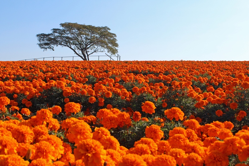 埼玉・マリーゴールドの丘公園｜季節の花と眺望の歩き方