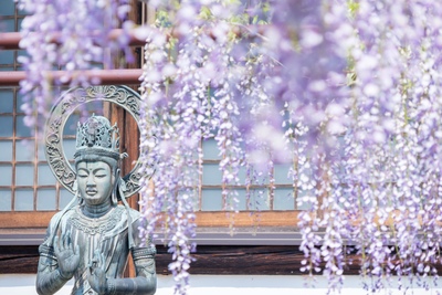 Kotsuhata no Fuji Chosenji | Panduan Wisteria Honjo