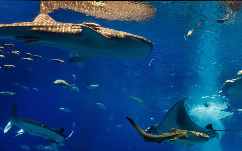 子連れ沖縄おすすめモデルコース｜水族館とビーチで楽しむ家族旅行