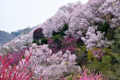 福島・花見山公園｜春の花に包まれる色彩豊かな絶景さんぽ