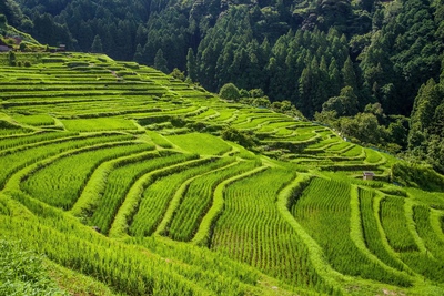 นาขั้นบันไดมารุยามะ เซ็นไมดะ (Maruyama Senmaida) | ชมวิวนาขั้นบันไดคุมาโนะ 4 ฤดู