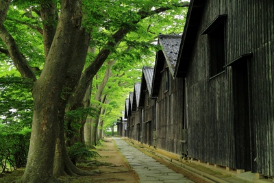 山居倉庫で酒田の米蔵景観とケヤキ並木をゆっくり歩く