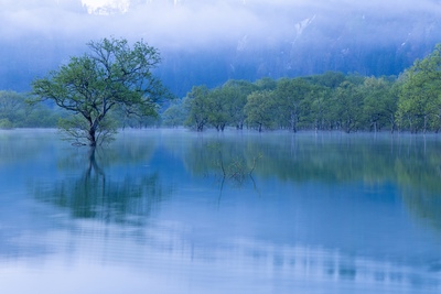 Hutan Tenggelam Danau Shirakawa | Hijau Musim Semi