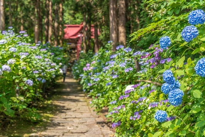 Deshio Monjudo Yamagata | Jalan Hortensia Kuil Kuno