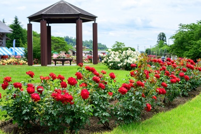 Taman Mawar Higashizawa Murayama | Wisata Bunga