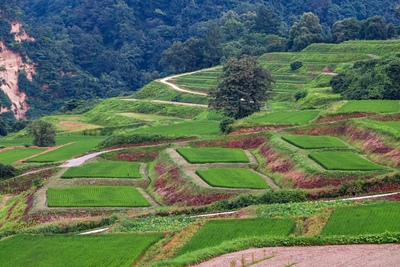 Sawah Terasering Shikamura Okura | Lanskap Desa
