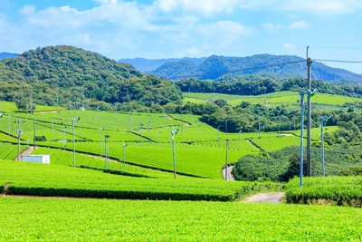 Plantation de thé Fujigōchi : paysage du thé Ono à Ube