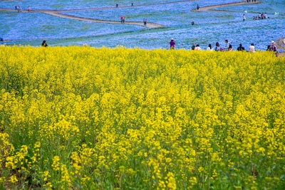 Ibaraki Car-Free Guide: Mito & Oarai by Train and Bus