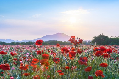 10 Most Scenic Spots in Ibaraki | Oarai, Hitachi & Fukuroda
