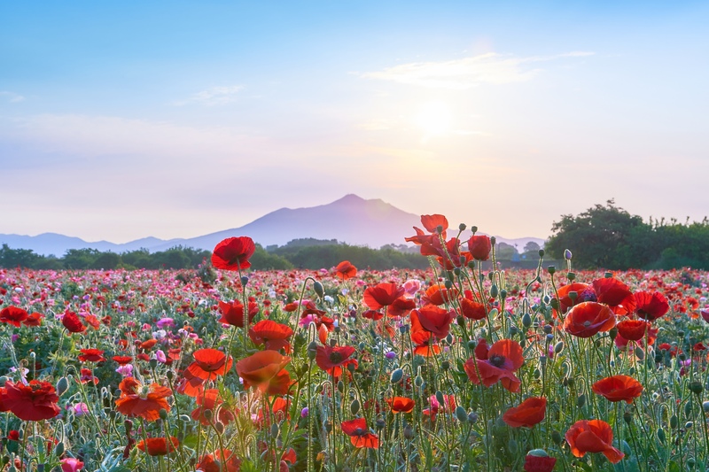 10 Most Scenic Spots in Ibaraki | Oarai, Hitachi & Fukuroda