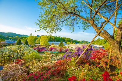 足利フラワーパーク｜藤の絶景とイルミネーションを楽しむ四季の花旅