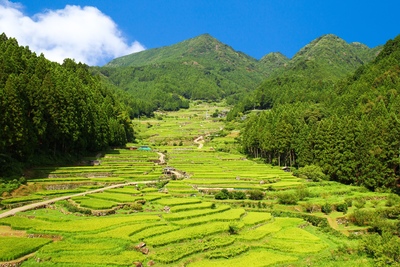 Yotsuya no Senmaida: Sawah Terasering Asli Okumikawa & Foto