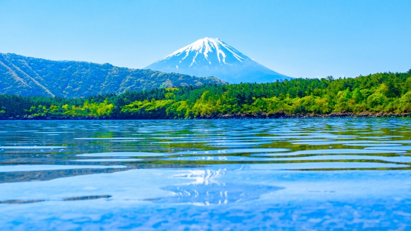 西湖観光｜富士山と青木ヶ原樹海の見どころ・季節・回り方