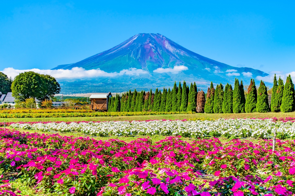 花の都公園観光｜山中湖で富士山と季節の花を楽しむコツ