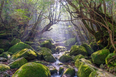白谷雲水峡の歩き方とコース選び｜苔むす森・太鼓岩と増水対策