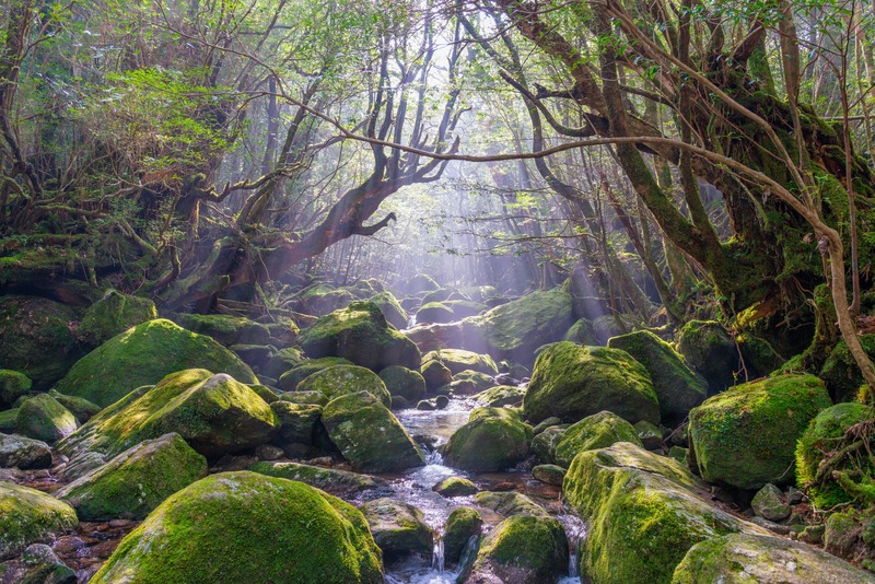 白谷雲水峡の歩き方とコース選び｜苔むす森・太鼓岩と増水対策