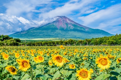 山梨のおすすめ観光スポット15選｜富士山麓・甲府・清里をエリア別に巡る