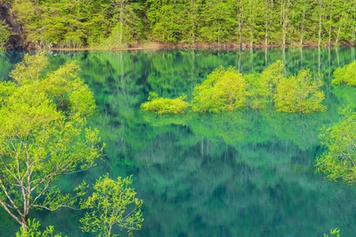 秋田・秋扇湖の水没林｜湖面に浮かぶ新緑の絶景