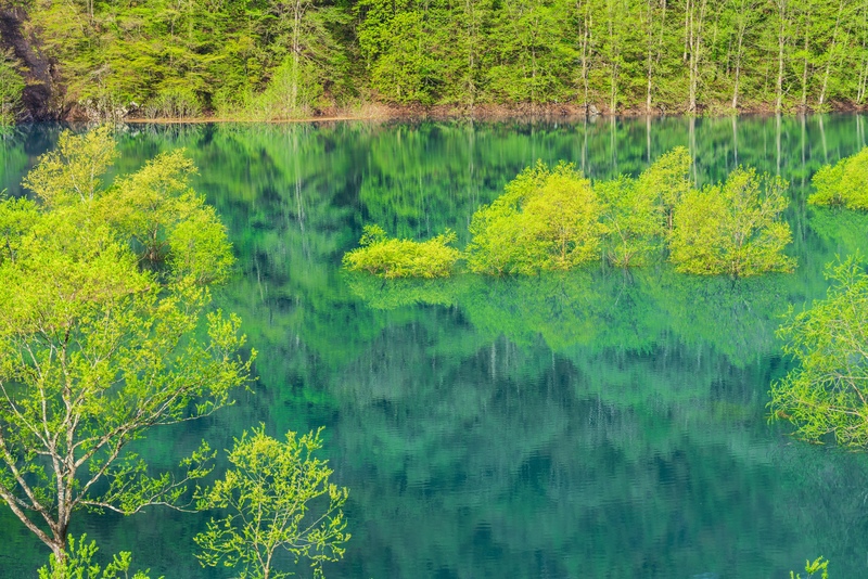 秋田・秋扇湖の水没林｜湖面に浮かぶ新緑の絶景