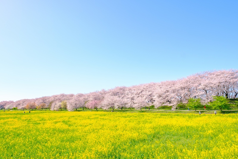 幸手権現堂桜堤を歩く｜桜と菜の花・四季の花と治水の歴史・アクセス