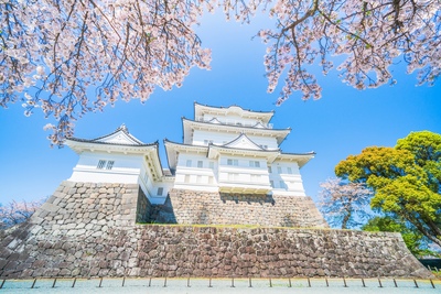 小田原城｜天守閣の絶景と城址公園を楽しむ歴史さんぽ