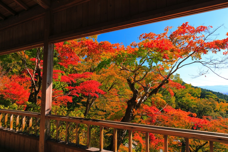 大興善寺を歩く｜5万本のツツジと契園の紅葉、文化財を巡る