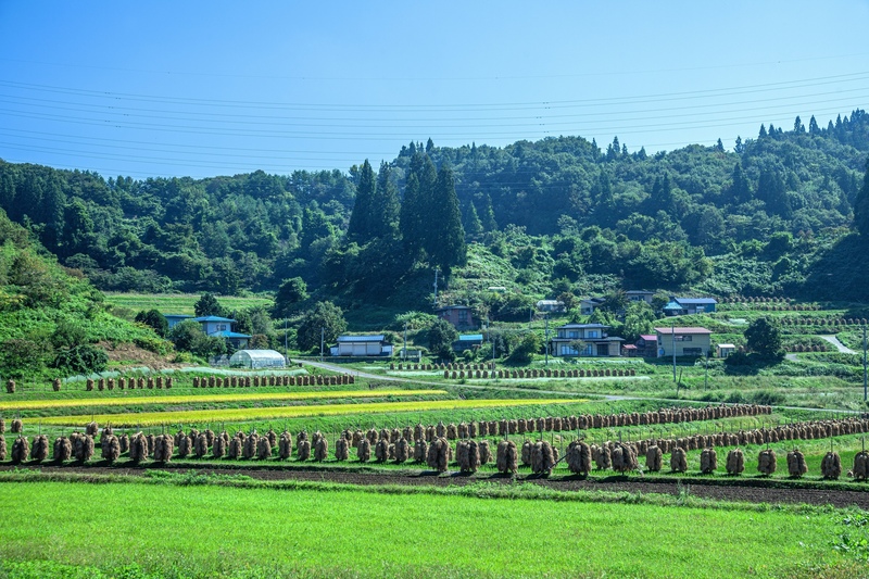 大蕨の棚田を歩く｜稲ぐいの景観と里山の米づくり、四季を読む